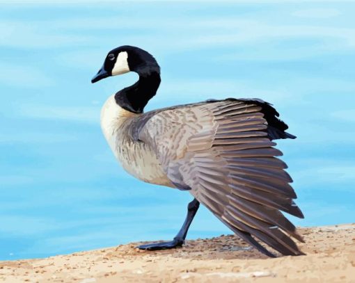 Canada Geese Bird Paint By Numbers