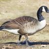 Canadian Goose Paint By Numbers