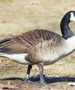 Canadian Goose Paint By Numbers