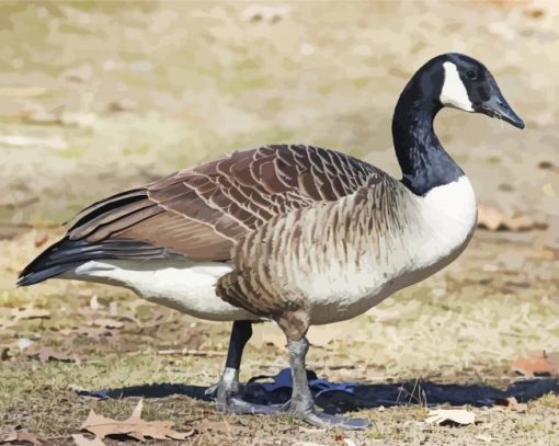 Canadian Goose Paint By Numbers