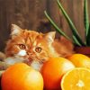 Cat And Orange Fruits Paint By Numbers