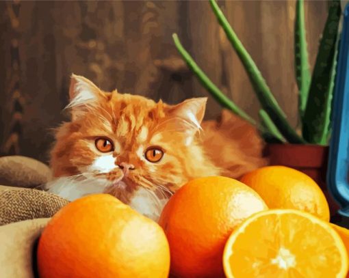 Cat And Orange Fruits Paint By Numbers