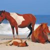 Chincoteague Horses Animals Paint By Numbers