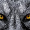 Close Up Yellow Wolf Eyes Paint By Numbers