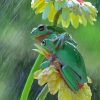 Frogs In The Rain Paint By Numbers