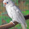 Goffins Cockatoo On Branch Paint By Numbers