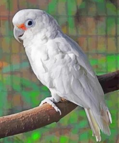 Goffins Cockatoo On Branch Paint By Numbers