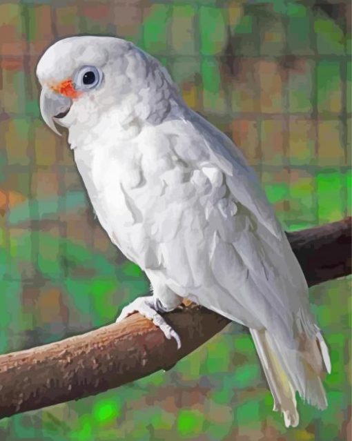 Goffins Cockatoo On Branch Paint By Numbers