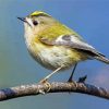 Goldcrest Bird Paint By Numbers