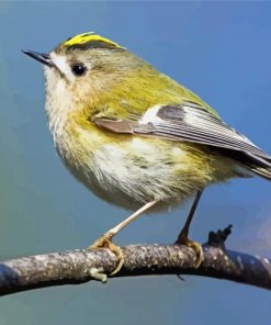 Goldcrest Bird Paint By Numbers