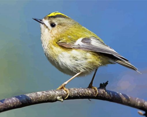 Goldcrest Bird Paint By Numbers