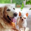 Golden Retriever And Chihuahua Dogs Paint By Numbers