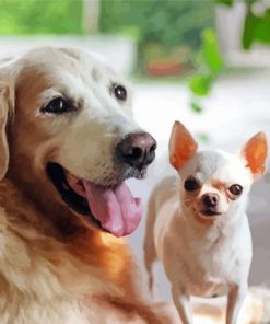 Golden Retriever And Chihuahua Dogs Paint By Numbers