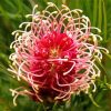 Grevillea Paint By Numbers