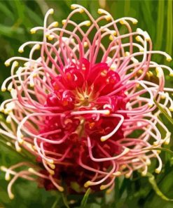 Grevillea Paint By Numbers