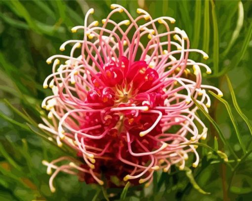 Grevillea Paint By Numbers