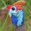 Guineafowl Head Paint By Numbers