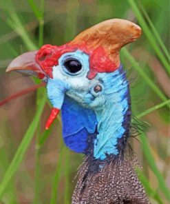 Guineafowl Head Paint By Numbers