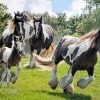 Gypsy Vanner Horses Paint By Numbers