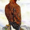 Harris Hawk Bird Art Paint By Numbers