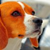 Jack Beagle Dog Paint By Numbers