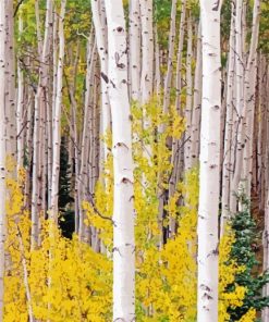 Landscapes With Birch Trees Paint By Numbers