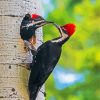 Male And Female Woodpecker Couple Paint By Numbers