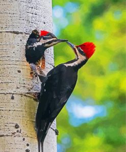 Male And Female Woodpecker Couple Paint By Numbers