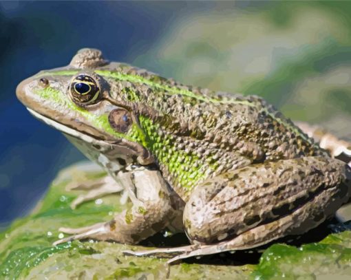 Marsh Frog Amphibian Paint By Numbers
