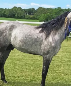 Missouri Fox Trotter Horse Paint By Numbers