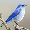 Mountain Bluebird Illustration Paint By Numbers