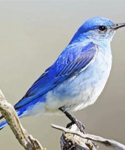 Mountain Bluebird Illustration Paint By Numbers