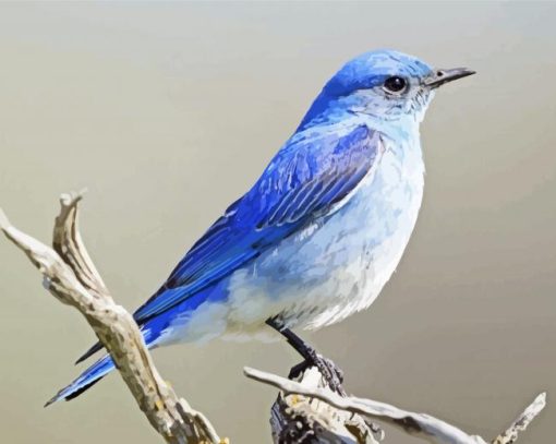 Mountain Bluebird Illustration Paint By Numbers