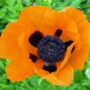 Orange Poppy Paint By Numbers