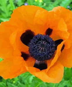 Orange Poppy Paint By Numbers