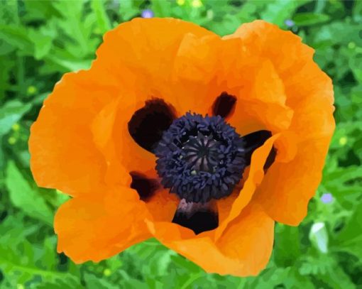 Orange Poppy Paint By Numbers
