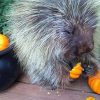 Porcupine Eating Pumpkin Paint By Numbers