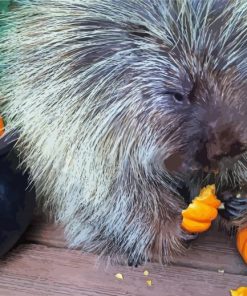 Porcupine Eating Pumpkin Paint By Numbers