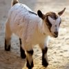 Pygmy Goat Paint By Numbers