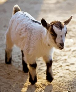 Pygmy Goat Paint By Numbers