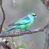 Ringneck Parrot Bird Paint By Numbers