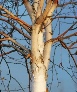 Silver Birch Plant Paint By Numbers