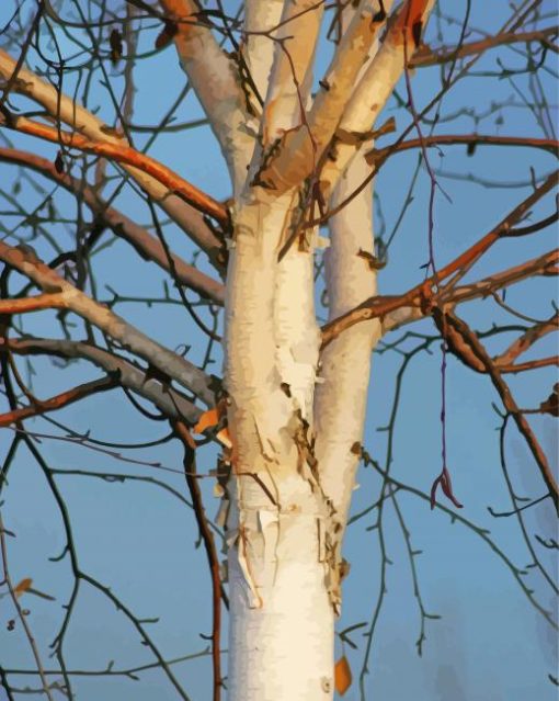 Silver Birch Plant Paint By Numbers