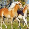 Tan Horses Paint By Numbers