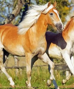 Tan Horses Paint By Numbers