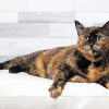 Tortoise Shell Cat Paint By Numbers