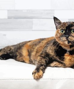 Tortoise Shell Cat Paint By Numbers