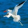 Tropicbird Flying Paint By Numbers