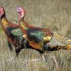 Turkey Birds Paint By Numbers