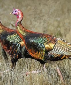 Turkey Birds Paint By Numbers